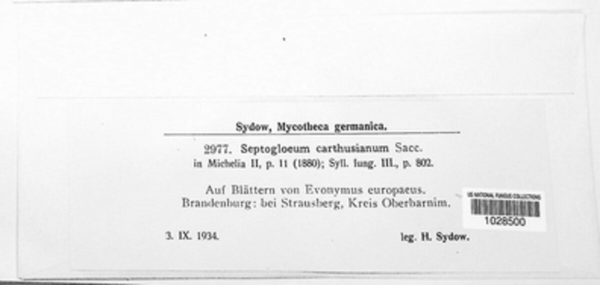 Septogloeum carthusianum image